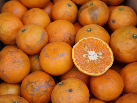 農家直送！なつみオレンジ　訳あり10kg【平武農園】和歌山｜有田｜田口｜こだわり