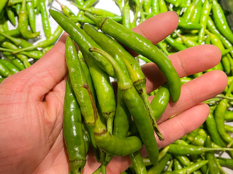 【お得！シーズン最後収獲！】訳アリ 青唐辛子 お得品！栽培期間中農薬不使用 自然栽培 500g