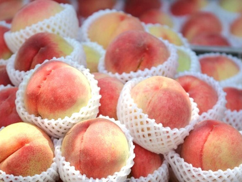 【早期予約価格】🍑【特秀品】さくら白桃　5kg 13～20玉　9月上旬発送　希少な桃　収穫した日に発送　農家直送【朝どれ】