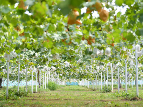 【トリコロールセット】岡山産『シャインマスカット・ピオーネ・クイーンニーナ』3房 (2kg)｜果実の宝石箱！贈答用にもご家庭用にも最適な豪華セット☆残りわずか！