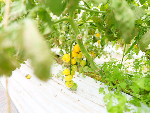 『希少』チェリートマト使用　飲み比べチェリートマトジュース180ml×5本入