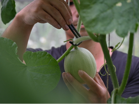 2玉 LLサイズ（1.5kg以上）沖縄産アールスメロン（赤肉）