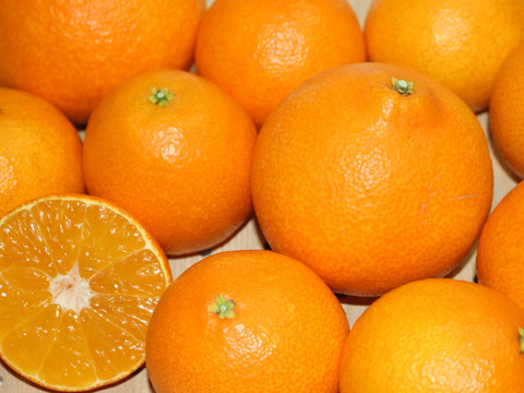 1級　愛媛県産　愛媛果試第２８号　Ｍ〜３Ｌサイズ　８〜１５個　 贈答用　お歳暮　プレゼントに