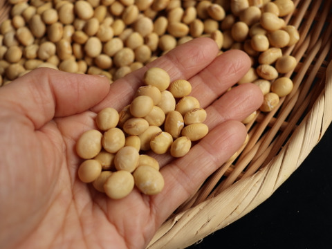 ◎自然栽培◎くるみ豆9.5kg《令和6年・山形県鶴岡産》