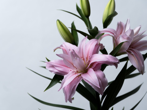 【母の日ギフト】■ダイアンサ3本束❤英字新聞仕様❤大人気品種