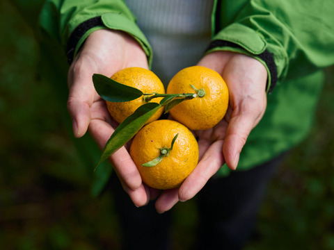 完熟ゆこう　5000g
生産量が少なくスーパーでは出回らない「幻の果実」京都の料亭では欠かせない存在であり、近年はヨーロッパのシェフたちにも愛さるローカル柑橘
