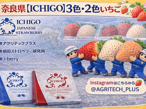 【いちご食べ比べ】奈良発☆赤イチゴと白イチゴ(パールホワイト・ゆきぼたん)の華やか2色ミックス