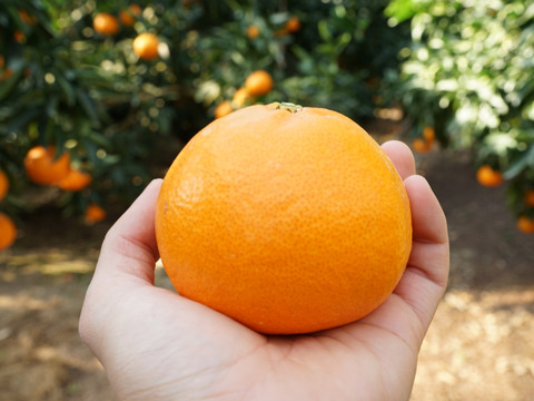 柑橘の大トロせとか！(訳あり 5kg)