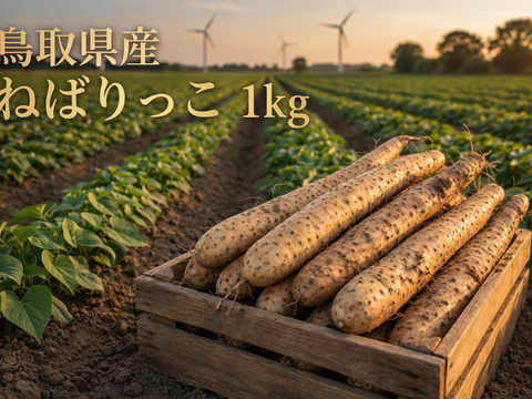 粘り抜群！鳥取県産 ねばりっこ 1kg  （宅急便コンパクト）