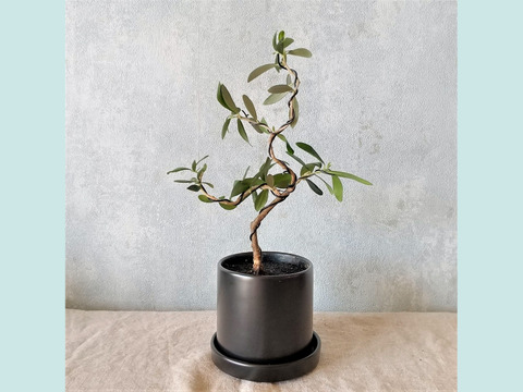 【ギフトにも◎】オリーブ盆栽　マンザニロ（PS183）