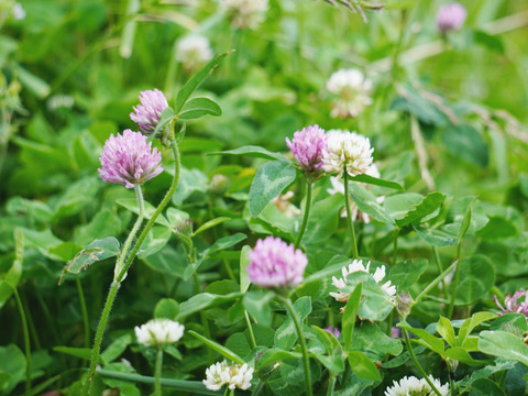 蜂蜜　２０２5年採蜜したて！南箱根の非加熱はちみつプラボトルタイプ500g