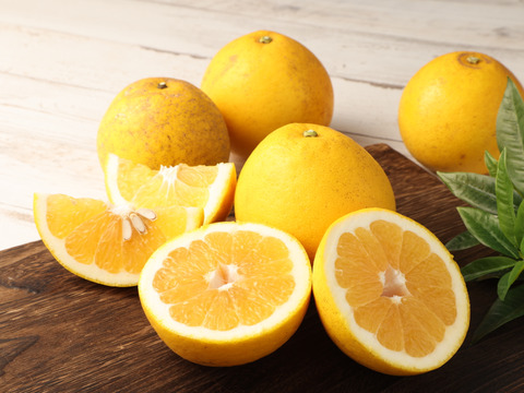 自然栽培　ジューシーオレンジ約5kg（10玉前後）🍊　別名　和製グレープフルーツ　爽やかな風味