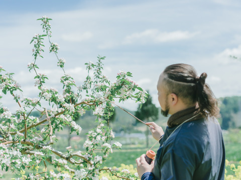 【常温便】～🍎青森りんごを直送🍎～ご自宅用リンゴ『サンつがる』３Kg 　９個から１１個入り