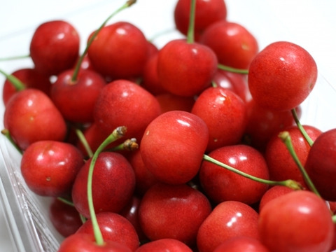 【クール便】✨山形県産・贈答用【紅秀峰】1kg✨朝採れ直送／大粒・高糖度の極上さくらんぼ