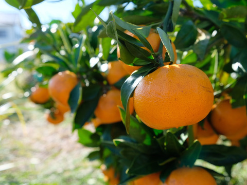 リピーター続出の人気商品！『三ヶ日早生みかん』ご家庭用3kg