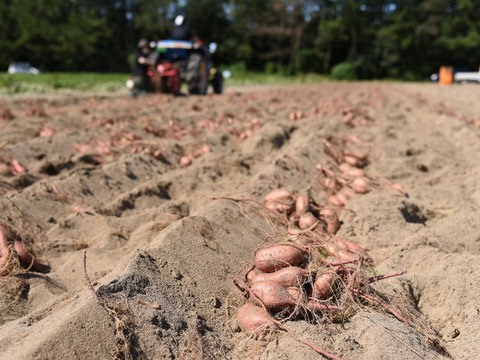 コロコロ熟成安納芋１０キロ　SSサイズ