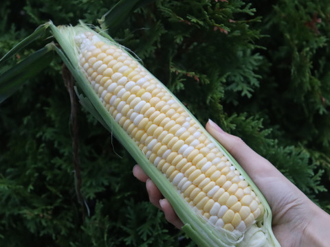 生でも食べられるとうもろこし（ドルチェドリーム）　6本入り　朝どれ