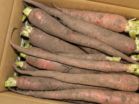 彩りよい！にんじん『本紅金時人参』5㎏ 土付き