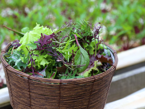 違いはわかります！G20サミット採用サラダ！10種のヨーロピアンリーフミックス【100gパック×7p】▲月・火・水・木着専用▲