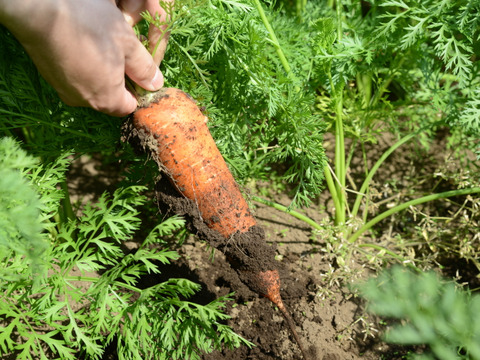 【臭みという言葉を知らない人参】食卓を彩る絶品人参❗️3kg！甘みたっぷり！生でも美味しい！希少価値高い品種！料理しやすいサイズをお届け！食卓に鮮やかなオレンジ色を🧡