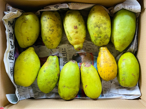 【自然栽培 かりん 2kg(10個以上)】かりんシロップに◎ 多少キズあり