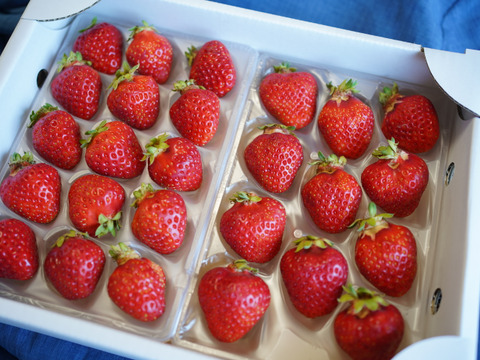 【販売開始】「あまひめ」香り広がるジューシーいちご！ 朝どれ産地直送！信州産