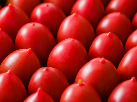 限定品！イタリアントマト5～6種詰合せ　（内容お任せ　合計2kg）【トマト食べ比べ】
