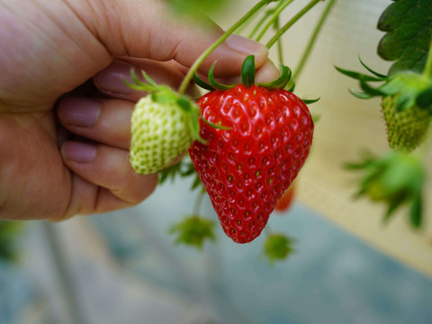 【2025販売開始】【人気抜群の長野県オリジナル品種】夏でも甘酸っぱくジューシー！名匠の育てた夏イチゴ サマーリリカル 250g×2p