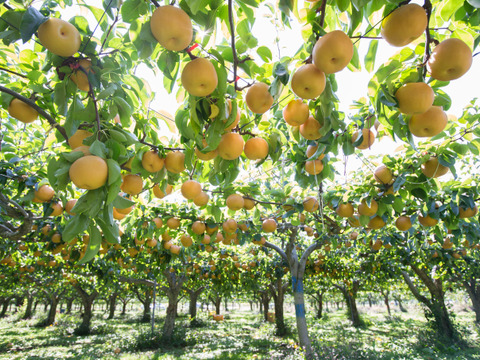 大玉梨　上品な甘さと良き香り【梨：新高】9～5個程度（約3ｋｇ）