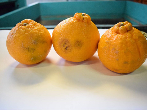 【SDGz訳あり品】段畑デコ(不知火) 8キロ