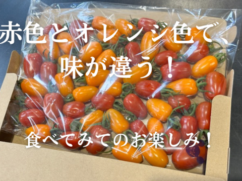 定番のお歳暮＆冬ギフト 高糖度フラガールミニトマト「プレミアムおのんとまと」2kg 野菜