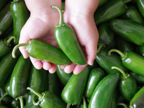 淡路島産！ハラペーニョ唐辛子500g【農薬化学肥料不使用】