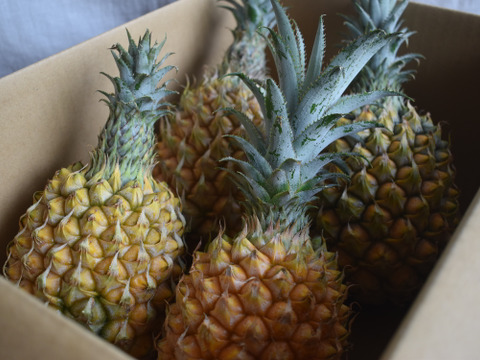 希少パイナップル　ホワイトココ　3玉 希少品種！！ホワイトココ(裂果あり)2〜3玉🥥🍍(2kg〜)：沖縄県