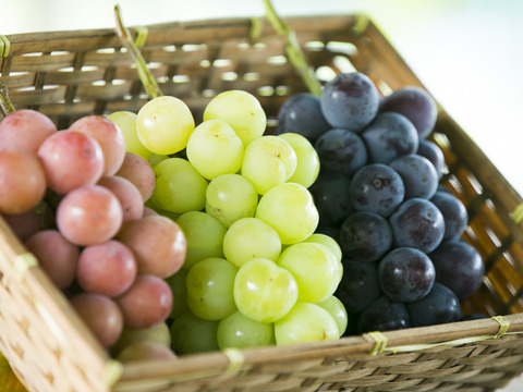 ひんやりスイーツ！冷凍ぶどう（種なしぶどうMIXシャインマスカット入り）