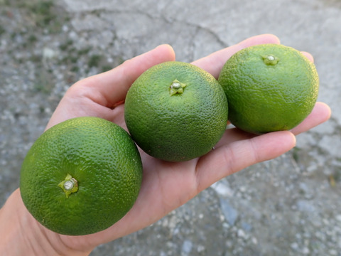 BIG！すだち【特別栽培・5kg箱】神山町からお届け：徳島県産のみかん