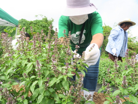 【メディカルハーブ】フレッシュな香りのホーリーバジルティ（5g×3Pセット）