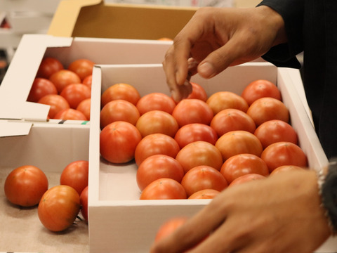 【農家直送】完熟フルーツトマト２Kg｜高知県香南市産｜家庭用・お試し