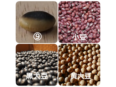 選べる4種 ぽっけの新豆セット 北海道自然栽培 メール便 北海道産の野菜 食べチョク 産地直送 産直 お取り寄せ通販 農家 漁師から旬の食材を直送