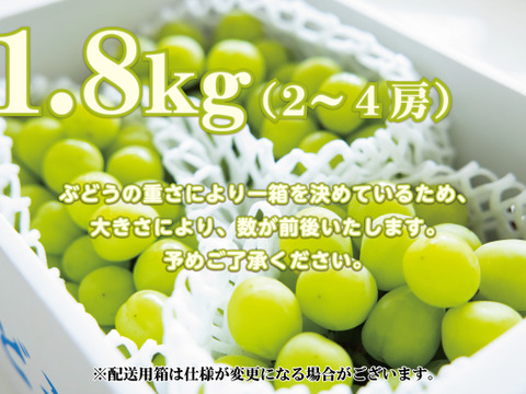 【８月下旬から収穫・残暑お見舞い】皮ごとパクリ！爽やかな甘みの勝沼産シャインマスカット１箱1.8kg