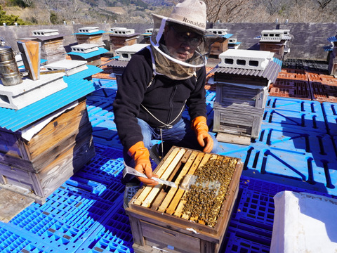 【冬ギフト】一期一会、自然の恵みの百花蜜！南箱根の非加熱はちみつ500g【ビニール包装】