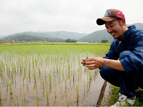 【白米】自然栽培・在来種：滋賀旭1．8kg（12合入）白米　令和４年産