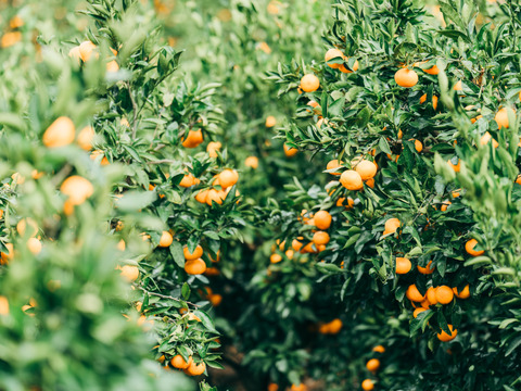 【綺麗なのに訳あり】超うまい！ポンカン　4キロ　2Lサイズ