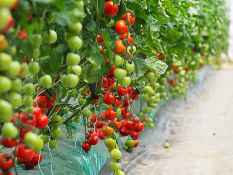 【有機肥料･農薬不使用栽培】トマト缶の代わりに体に嬉しいトマトを♡普段の料理をワンランクUP‼︎‼︎あま〜い華小町の冷凍トマト！2キロ