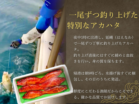 【夏季限定】宮崎の天然アカハタ（3kg）｜8月末まで発送