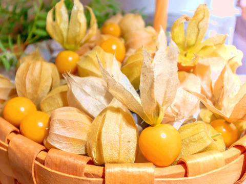 『芳醇でトロピカルな香りと旨味』ゴールデンベリーペールエール（クラフトビール）330ml×3本入り