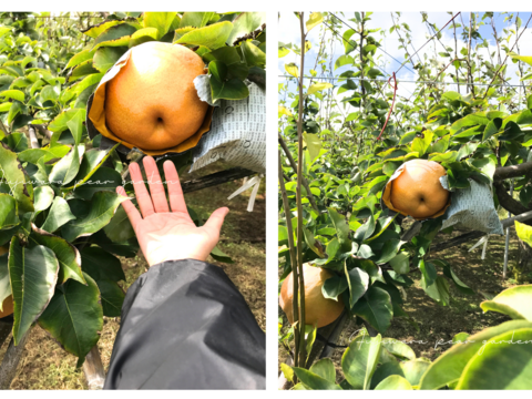 【豊里】3kg  品格ある爽やかさ＊おしゃれなマダムの風味＊大分県オリジナル品種＊希少品種＊高級大玉品種＊庄内甘熟梨＊女性に人気　5~8玉【ご贈答】【ギフト】11月上旬頃〜発送