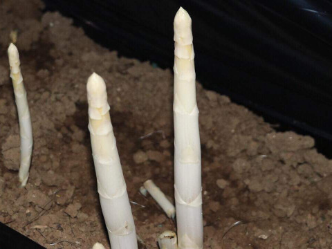 (W4L0.5kg)[有機JASホワイトアスパラガス]カルデラの貴婦人(極太)(北海道)(春芽)