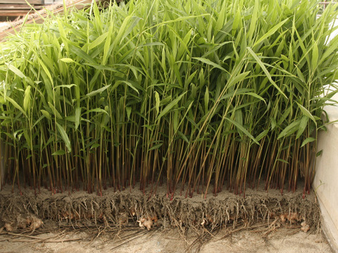 シャキッと爽やか！やわらか矢生姜（80ｇ）8パック　お味噌をつけて生でどうぞ。醤油漬けもおススメ
