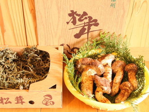 南信州の採りたて松茸 1等級～2等級品（300g）：長野県産