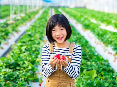 【ご予約商品】【ギフト可】完熟いちご化粧箱入り【24粒～33粒】